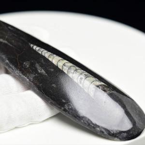 オルソセラス 直角貝 化石 プレート（約1755g）スタンド付き モロッコ