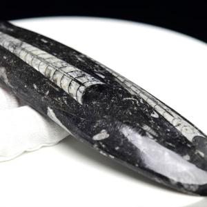 オルソセラス 直角貝 化石 プレート（約1755g）スタンド付き モロッコ