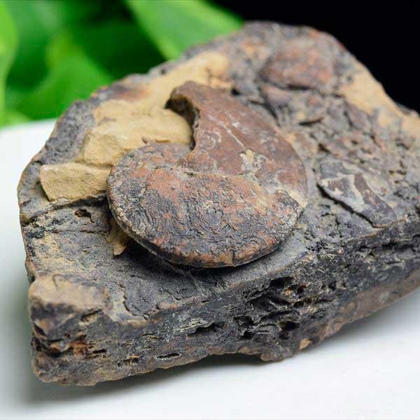 アンモナイト 化石 原石 (約340g) メノウ化 方解石化 モロッコ産 ammonite moro...