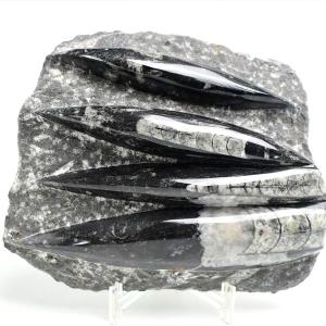 オルソセラス 直角貝 化石 プレート（約1755g）スタンド付き モロッコ