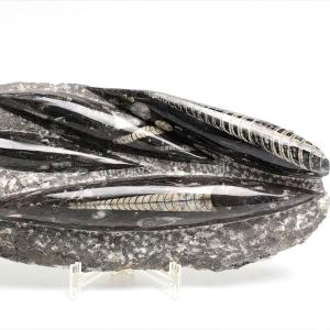 オルソセラス 直角貝 化石 プレート（約1755g）スタンド付き モロッコ