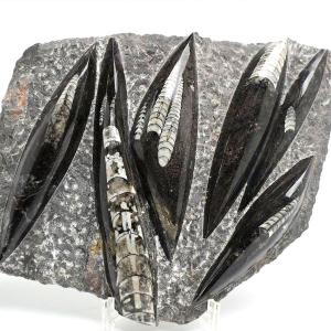 オルソセラス 直角貝 化石 プレート（約1480g）スタンド付き モロッコ