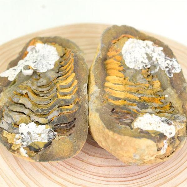 三葉虫 Trilobites 化石 ノジュール 団塊 フレキシカリメネ 約117.8g モロッコ産 ...
