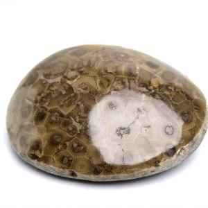 ペトスキーストーン フォッシルコーラル タンブル (約214.5g) 現物画像 アメリカ ミシガン州産 ペトスキー 珊瑚の化石 握り石 オバマ ポリッシュ 裸石 天然石