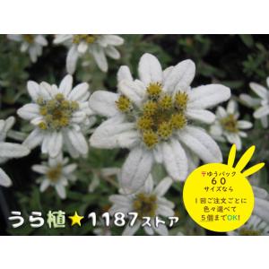 ルークさま専用 ユキモチソウ②③④雪餠草 山野草 斑入り15株根付き 山野草・球根・宿根草】雪餅草（ユキモチソウ ) : うら植1187ストア