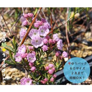 山野草・宿根草・高山植物】紅花山芍薬・炎 1芽（ベニバナ・ヤマ