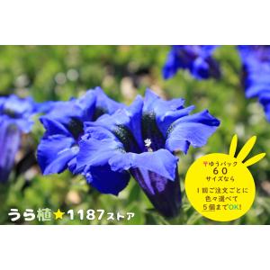 山野草・球根・宿根草】雪餅草（ユキモチソウ ) : うら植1187ストア
