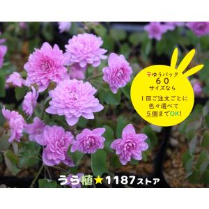 山野草・宿根草・高山植物】紅花山芍薬・炎 1芽（ベニバナ・ヤマ