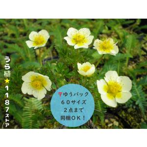 山野草・球根・宿根草】雪餅草（ユキモチソウ ) : うら植1187ストア
