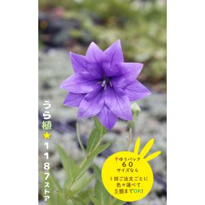 山野草・球根・宿根草】雪餅草（ユキモチソウ ) : うら植1187ストア