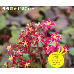 高山植物・山野草】日高草（ヒダカソウ） : うら植1187ストア - 通販