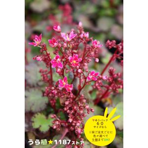 高山植物・山野草】日高草（ヒダカソウ） : うら植1187ストア - 通販