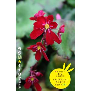 山野草・宿根草・高山植物】紅花山芍薬・炎 1芽（ベニバナ・ヤマ
