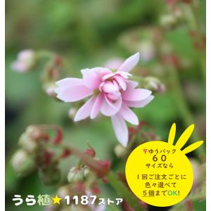高山植物・山野草】日高草（ヒダカソウ） : うら植1187ストア - 通販