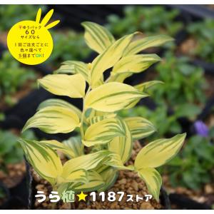 山野草・球根・宿根草】雪餅草（ユキモチソウ ) : うら植1187ストア