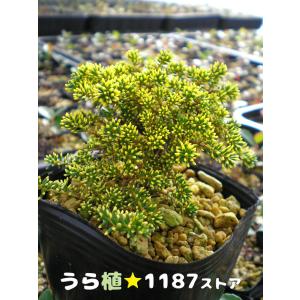 ルークさま専用 ユキモチソウ②③④雪餠草 山野草 斑入り15株根付き 山野草・球根・宿根草】雪餅草（ユキモチソウ ) : うら植1187ストア