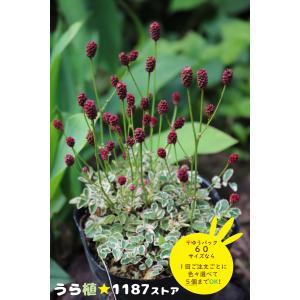山野草 斑入り 千歳産紅花 ヤマシャクヤク 9A 山野草 斑入り 千歳産