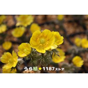 山芍薬　赤花　現品鉢ごと発送 山野草 楽天市場】ヤマシャクヤク 山野草の通販