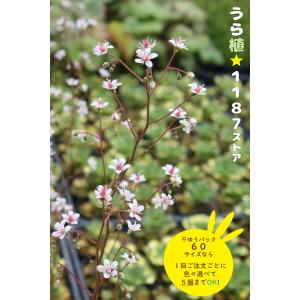 斑入り・山野草・宿根草】斑入り姫吾亦紅（フイリ・ヒメ/ワレモコウ