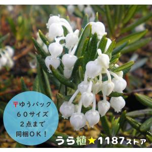 山野草・球根・宿根草】雪餅草（ユキモチソウ ) : うら植1187ストア