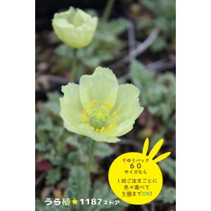 【山野草・宿根草】利尻雛芥子(リシリ・ヒナゲシ)の商品画像