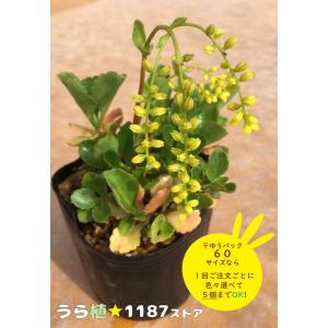 山野草　希少緑花　ヒダカソウ 6号鉢大株A 高山植物・山野草】日高草（ヒダカソウ） : うら植1187ストア - 通販