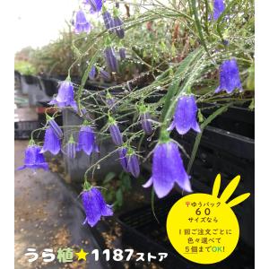 ルークさま専用 ユキモチソウ②③④雪餠草 山野草 斑入り15株根付き 山野草・球根・宿根草】雪餅草（ユキモチソウ ) : うら植1187ストア