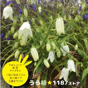 山野草・球根・宿根草】雪餅草（ユキモチソウ ) : うら植1187ストア
