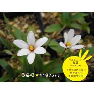 【山野草・宿根草】アッツザクラ白花星咲(シロバナ...の商品画像