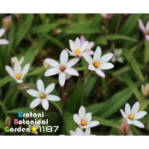 【山野草・宿根草】アッツザクラ白花星咲(シロバ...の詳細画像1