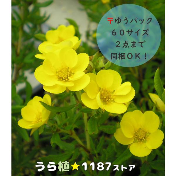 【低木・高山植物・山野草】重弁咲金露梅（ジュウベンザキ・キンロバイ）