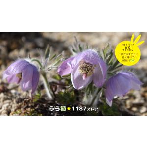 山野草・球根・宿根草】雪餅草（ユキモチソウ ) : うら植1187ストア