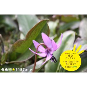 【山野草・球根・宿根草】日本片栗（ニホン・カタクリ）