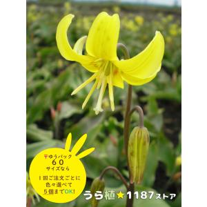 【山野草・球根・宿根草】黄花片栗(キバナ・カタク...の商品画像