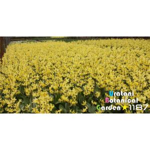 【山野草・球根・宿根草】黄花片栗(キバナ・カタ...の詳細画像1