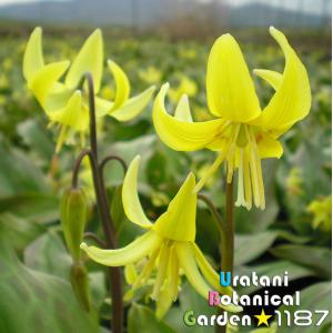 【山野草・球根・宿根草】黄花片栗(キバナ・カタ...の詳細画像2
