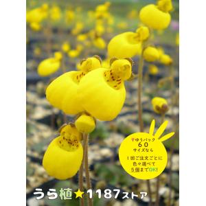 斑入り・山野草・宿根草】斑入り姫吾亦紅（フイリ・ヒメ/ワレモコウ