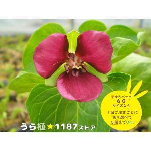 山野草・宿根草・高山植物】紅花山芍薬・炎 1芽（ベニバナ・ヤマ