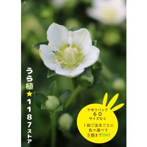 山野草・球根・宿根草】雪餅草（ユキモチソウ ) : うら植1187ストア