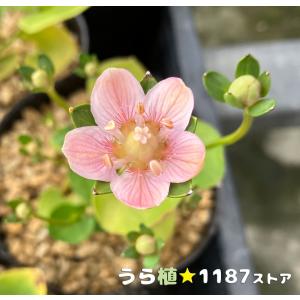 山野草・球根・宿根草】雪餅草（ユキモチソウ ) : うら植1187ストア