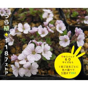 高山植物・山野草】日高草（ヒダカソウ） : うら植1187ストア - 通販