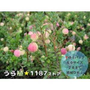 ルークさま専用 ユキモチソウ②③④雪餠草 山野草 斑入り15株根付き 山野草・球根・宿根草】雪餅草（ユキモチソウ ) : うら植1187ストア