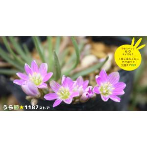 【山野草・宿根草】レウイシア・ピグマエアの商品画像