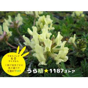 ルークさま専用 ユキモチソウ②③④雪餠草 山野草 斑入り15株根付き 山野草・球根・宿根草】雪餅草（ユキモチソウ ) : うら植1187ストア