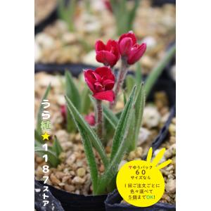 山野草・宿根草・高山植物】紅花山芍薬・炎 1芽（ベニバナ・ヤマ