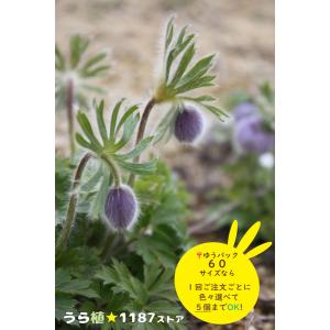 ルークさま専用 ユキモチソウ②③④雪餠草 山野草 斑入り15株根付き 山野草・球根・宿根草】雪餅草（ユキモチソウ ) : うら植1187ストア