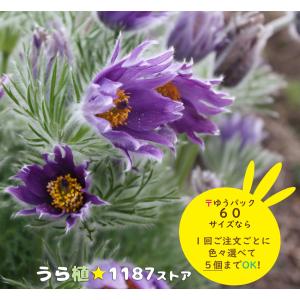 山野草・宿根草】日高花忍（ヒダカ・ハナシノブ) : うら植1187ストア