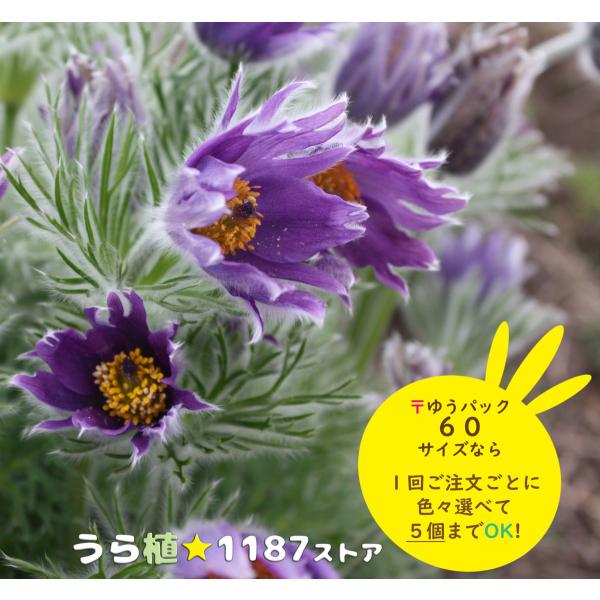 【山野草・宿根草】西洋翁草・青花（セイヨウオキナグサ・アオバナ）