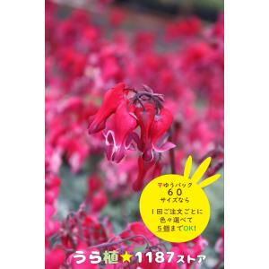 高山植物・山野草】日高草（ヒダカソウ） : うら植1187ストア - 通販