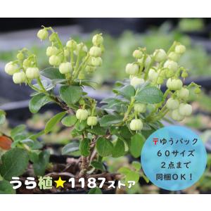 【低木・高山植物・山野草】白玉の木（シラタマノキ）●実は付いてません